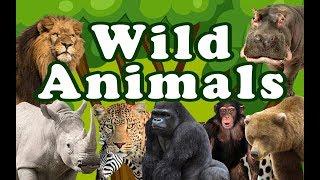 WILD ANIMALS  Learn Wild Animals Sounds and Names For Children Kids And Toddlers