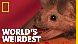 Vampire Bats  Worlds Weirdest