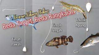 3 Rangkaian Umpan Udang Hidup Terbaik