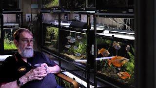 The Most Amazing Rainbow Fish Collection Fish Room Tour