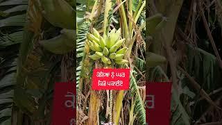 ਕੇਲੇ ਘਰ ਵਿਚ ਕਿਵੇਂ ਪੱਕਾਅ ਸਕਦੇ ਹਾਂ how to ripe bananas at home