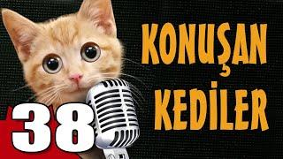 Konuşan Kediler 38 - En Komik Kedi Videoları