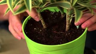 How to Feed Houseplants with Plant Food Spikes