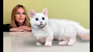 THE MUNCHKIN DWARF CAT -  HEALTHY?