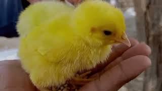 colourful cute chicks colour chick kids  hens chick playing kids chick video  #chicks #worldinfo