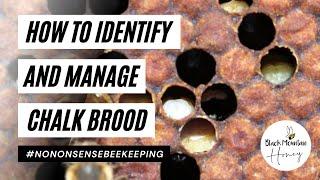 What is Chalkbrood - How to Identify and Manage Chalk Brood - Brood Diseases