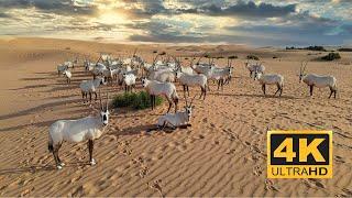 Arabian Oryx Telal Resort Conservation  Abu Dhabi-Al Ain 