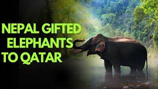 Nepal gifted two elephants to Qatar