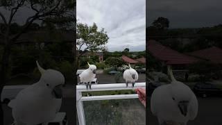 Hand Feeding Cockatoos on my balcony