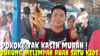 BELI ECER HARGA GROSIRR  POKOKE HARGA TAK KASIH MURAH