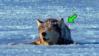 Drowning Wolf Begged The Hunter For Help Then He Did Something Unbelievable