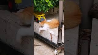 #short #shorts #cat #catlover #catvideos #kediler #antalya #türkiye #animals #pets