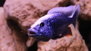 African Cichlid Species - Sciaenochromis fryeri Iceburg Hap