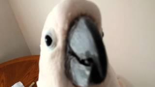 Argue With A Cockatoo