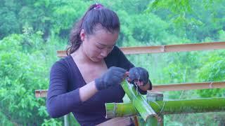 360 Days Solo Bushcraft & Camping in the Rainforest  Built the first bamboo house