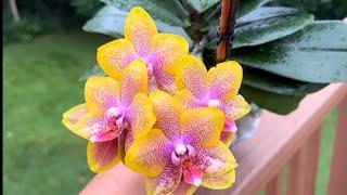 Phalaenopsis Sogo Lawrence. Фаленопсис Сого Лоуренс. Ну очень долгоцветущая орхидея