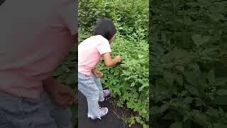 Hayoo siapa yang tau buah ini ? #shorts #short #shortfeed #shortvideo #shortsviral #buah #ciplukan