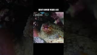 문어의 위장술ㅣ문어의 비밀ㅣ디즈니+