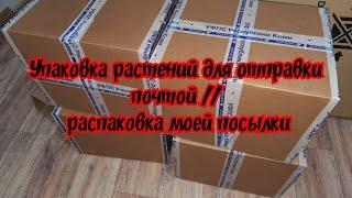 Упаковка растений для отправки почтой  распаковка моей посылки