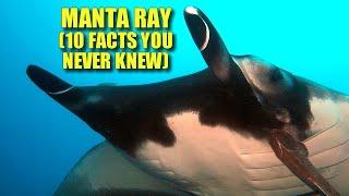 Manta Ray  10 FACTS You NEVER KNEW