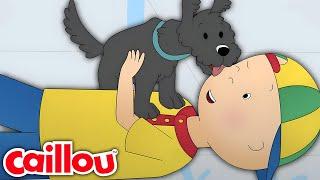 Caillou and Pepper  Caillous New Adventures  Season 3 Episode 26