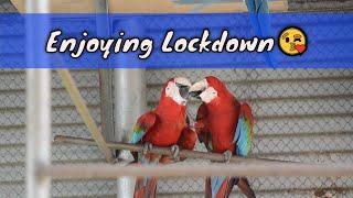 Birds Enjoying Lockdown Moment  At Safari Park  I Lockdown 2021 I All Type Birds