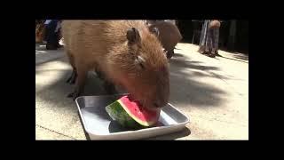 CAPYBARA AND THE END