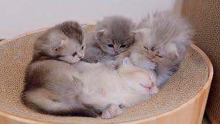 Its milk time The kittens waking up their oversleeping siblings were so cute...