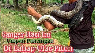 TAK TERDUGA Mancing Belut Dapat Ular Piton