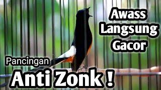 MURAI BATU GACOR FULL ISIAN TEMBAKAN KASAR KRETEKAN GANAS AMPUH MEMANCING EMOSI MURAI BATU