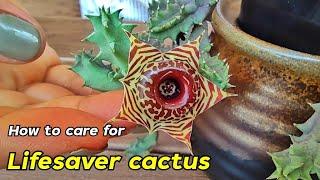 How to care for lifesaver cactus  ?  Starfish Flower Cactus Huernia Zebrina Care