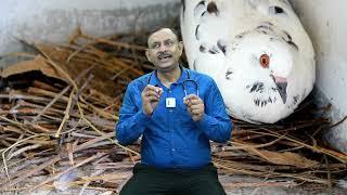 कबूतरों के छोटे बच्चों को खाने में क्या दे  Pigeon Food  Dr Nagender Yadav