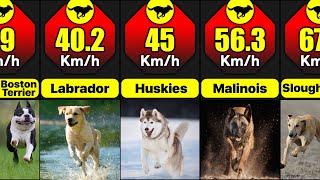 What Are The Fastest Breeds Of Dogs In The World  Comparison