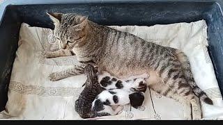 Make the cat family a bigger bed for the kittens to run around in