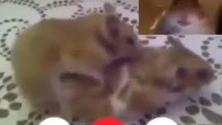 HAMSTER VIDEO CALL MEME