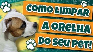 COMO LIMPAR A ORELHA DO SEU CÃO Cuidado e higiene da forma correta com seu pet