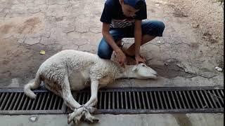 #subcribe #like #comment     طفل يذبح كبش لا يفوتكم A child slays  a goat