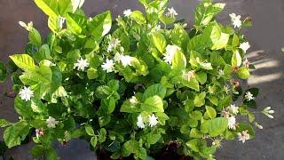 Arabian Jasmine NOT Flowering? GUARANTEED Ways to Keep Jasmine Blooming