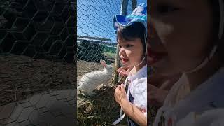 Ishita was feeding bunnies at animal farm Hanok village Jeju #baby #cute #jeju #korea