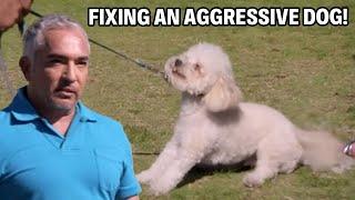 Fixing an Aggressive Dog  Dog Nation Episode 2 - Part 1