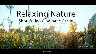 Relaxing Nature Short Video Cinematic Grade