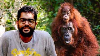 Samboja Lestari Orangutan Sanctuary - Volunteer Reviews  The Great Projects