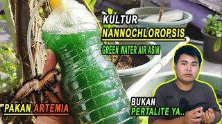 Cara Kultur Nannochloropsis  Green Water Air Asin - Pakan Artemia Terbaik