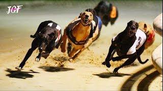 Track race -  Dog race -  Racing greyhounds