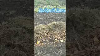 Добрый День #огород #лук #чеснок #мульча #мульчирование #люсимили #листья #осень #зима #выращивание