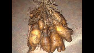 The YAM that is a POTATO..in name. The rare potato yam Dioscorea Esculenta IDAHO GOIN OUTTA BUSINESS
