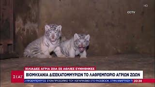 Βιομηχανία δισεκατομμυρίων το λαθρεμπόριο άγριων ζώων – «Κόμβος» η Ελλάδα   Ειδήσεις Βραδινό Δελτίο