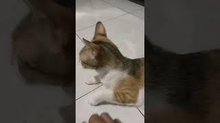 Chika cantik kali #shorts #short #shortvideo #cat #kucing