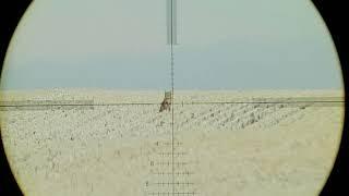 44 coyote compilation through scope cam