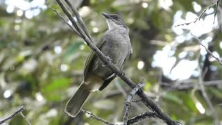 Olive-Winged Bulbul